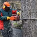 Chainsaw user showing how to fell a tree