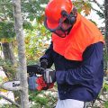 Is the Tanaka the best top handle chainsaw?