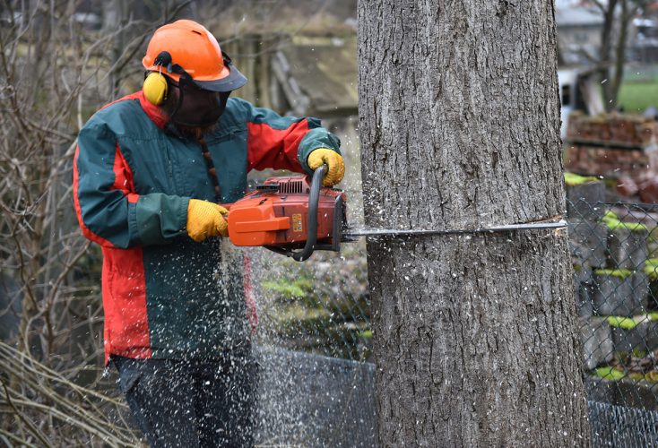 Chainsaw user showing how to fell a tree